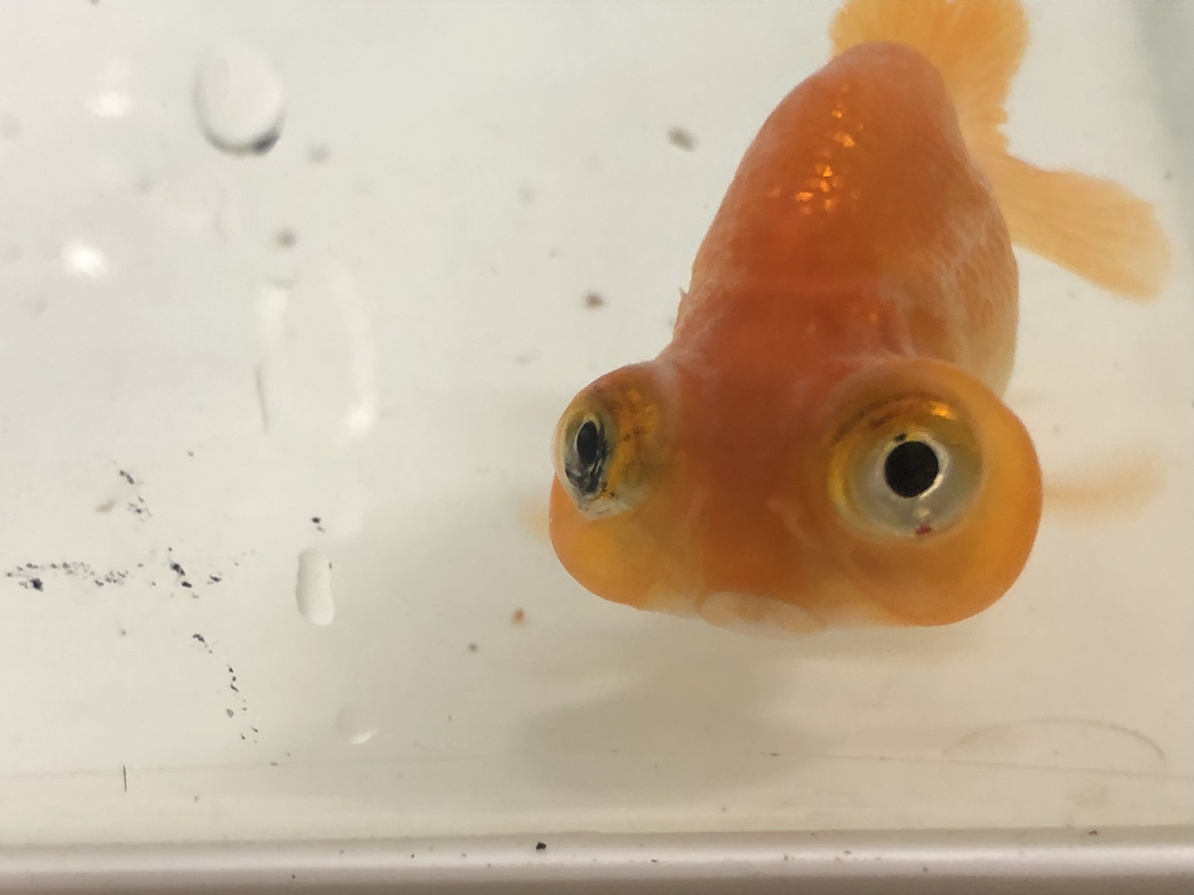 出目水泡眼 金魚宝房 出目水泡眼 金魚宝房