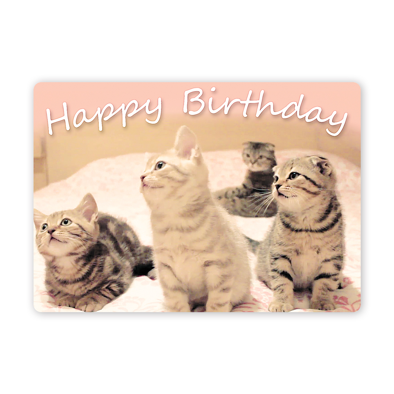 バースデーカード ３びきのこねこ Gaplas