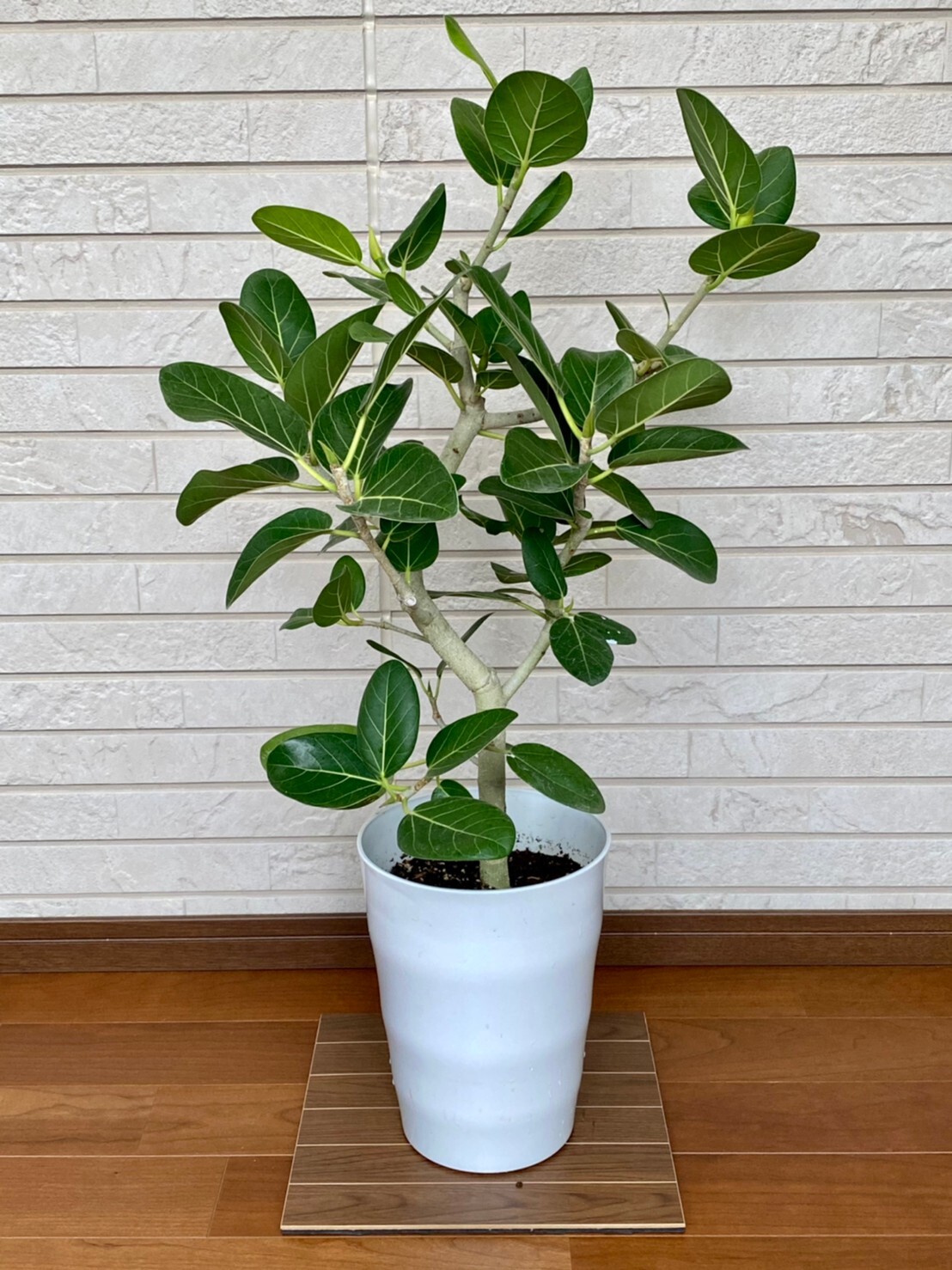 観葉植物 ベンガレンシス 枝 ７号鉢 ハウスプランツショップ 観葉植物の通販サイト