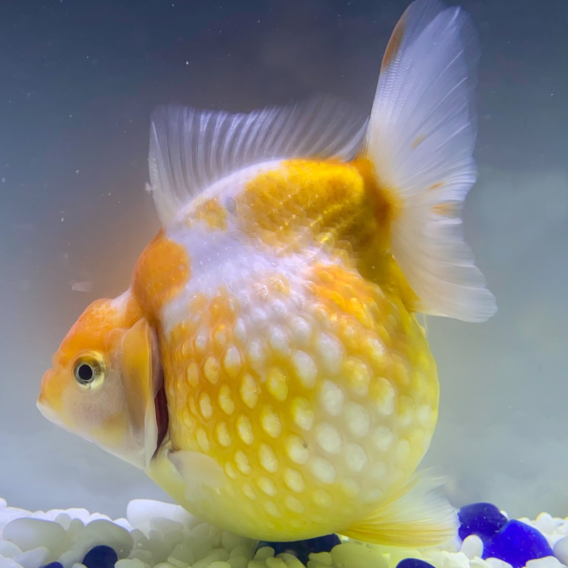 国産 金魚 当店19年産 ピンポンパール 上物 1匹 10 11センチ前後 さらさ 黄色系 自家産 Sakura Sarasa Powered By Base