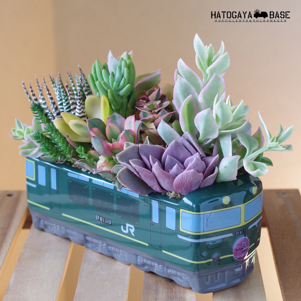 トワイライトエクスプレス弁当 多肉寄せ植え Sttw0001 Hatogaya Base For Succulents And Volkswagen Lovers