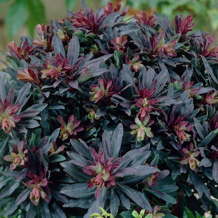 ユーホルビア パープレア Euphorbia Amygdaloides Purpurea 天空のバラ園 無農薬バラ苗 花苗 クレマチス ハーブ産直販売 ユーホルビア パープレア Euphorbia Amygdaloides Purpurea 天空のバラ園 無農薬バラ苗 花苗 クレマチス ハーブ産直販売