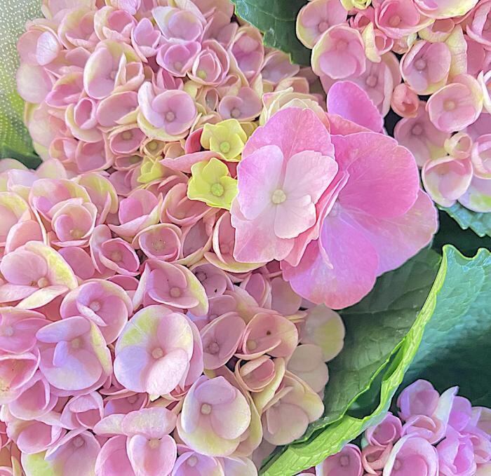 母の日(2025) 定番人気 あじさいの花鉢(ブルー/ピンク)