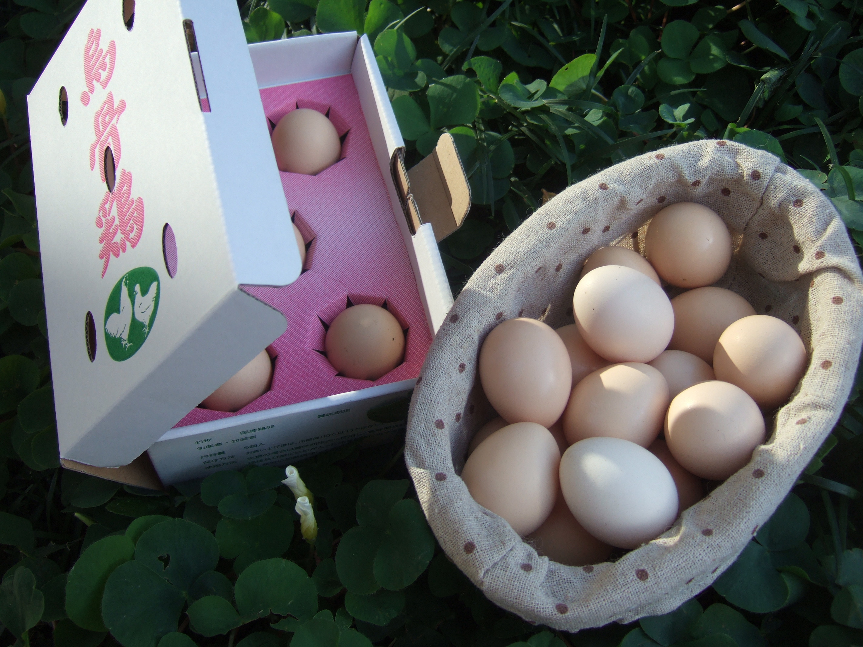 烏骨鶏卵☆専用紙容器5個入り 「鶏舎いろは」の美味しい卵