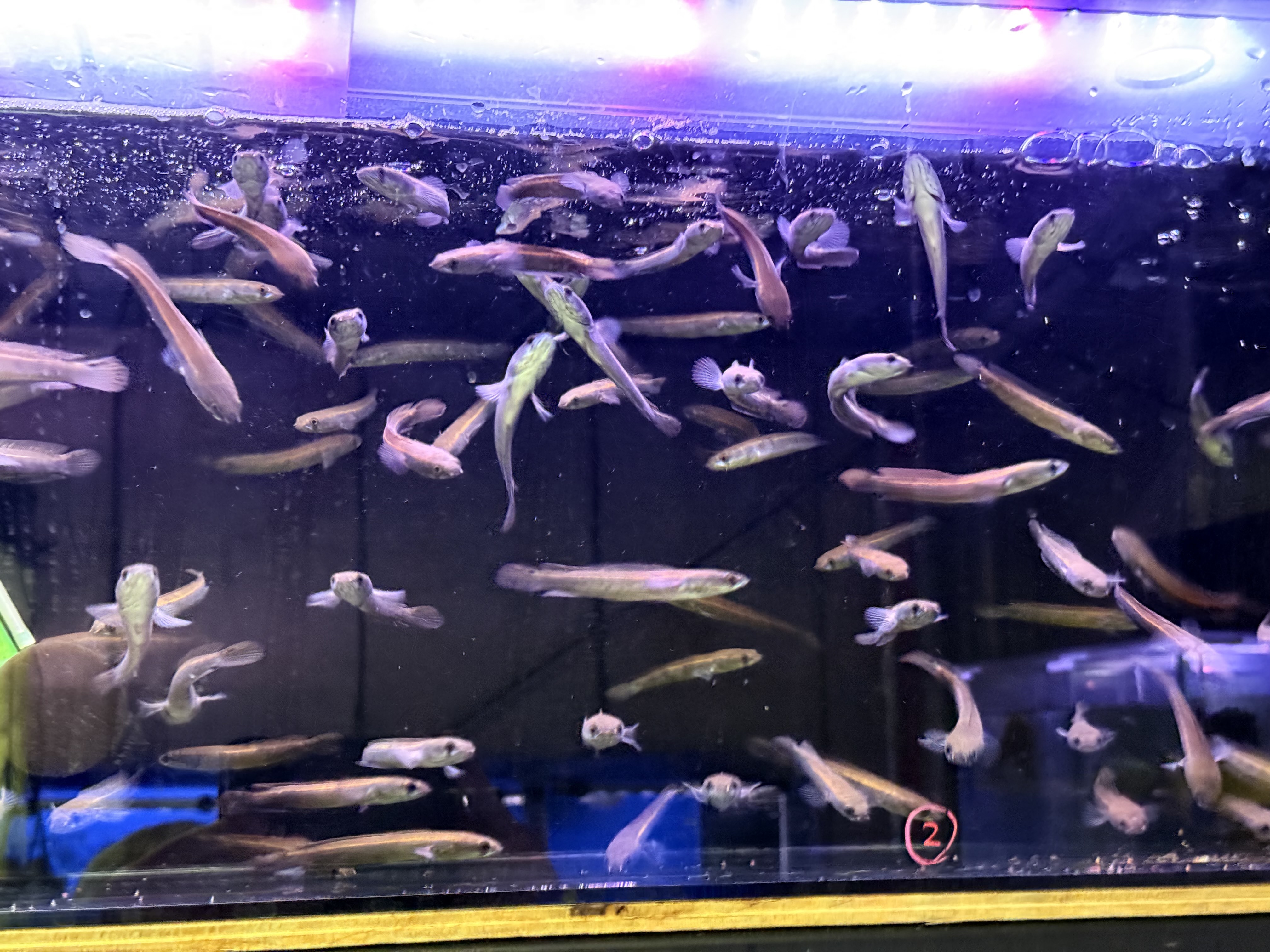 A12   チャンナマルリオイデス センタルム"リアル"メリアウ　8-12㎝前後　久しぶりの入荷