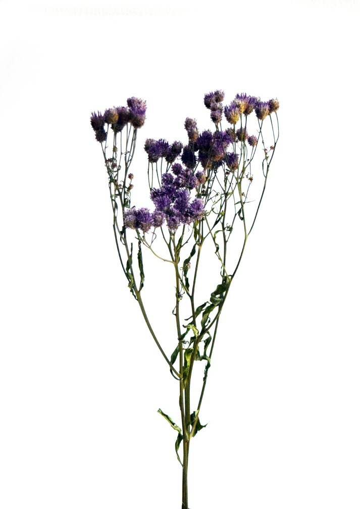 ヒメヒゴダイ アヤコタナカドライフラワーアレンジメントスクール オンラインショップ