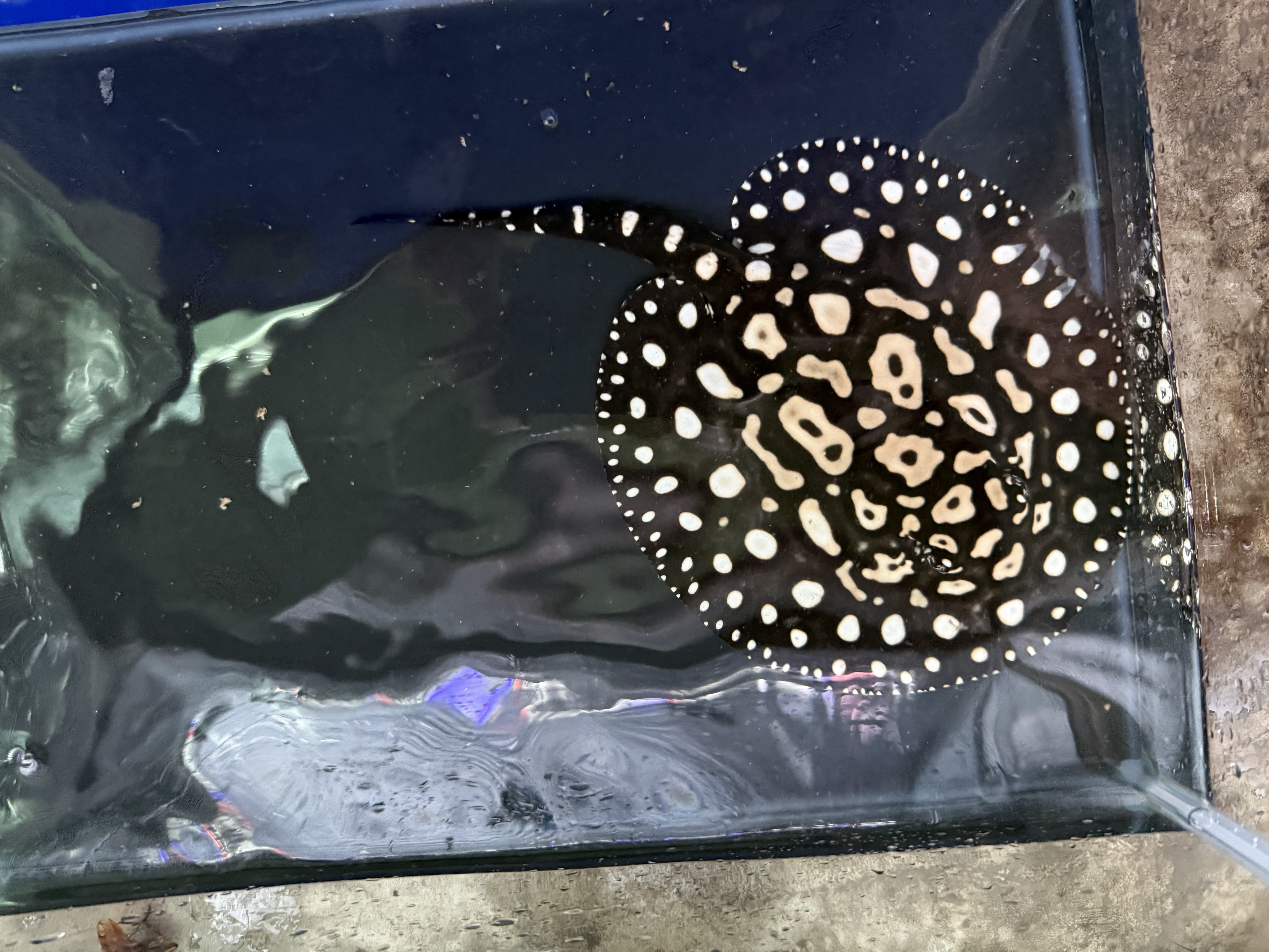 C17③   ダイヤモンドポルカ　アルビノヘテロ　体盤17㎝前後　♂