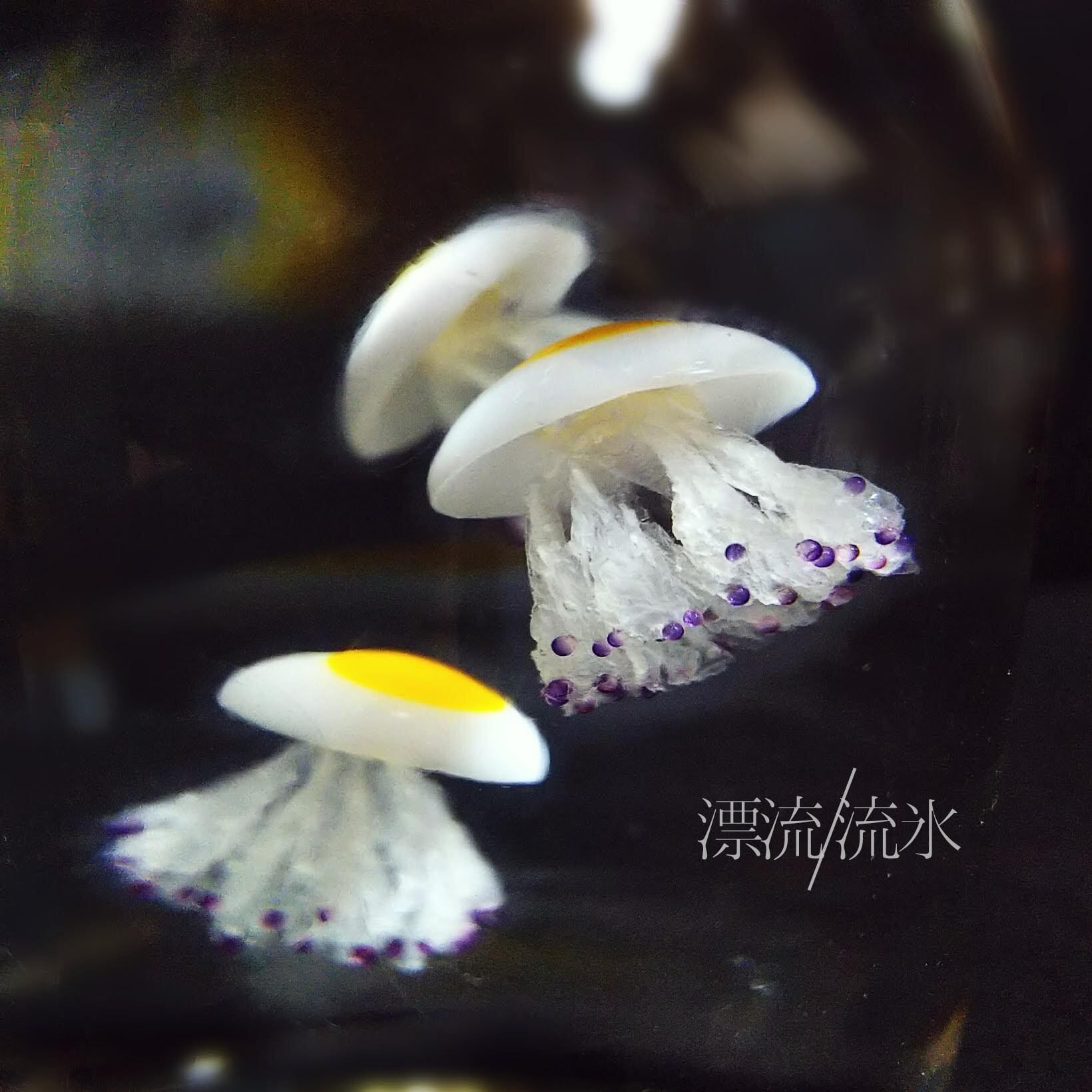 Fake Jellyfish コティロリーザ ツベルクラータ 漂流 流氷 Fake Jellyfish コティロリーザ ツベルクラータ 漂流 流氷