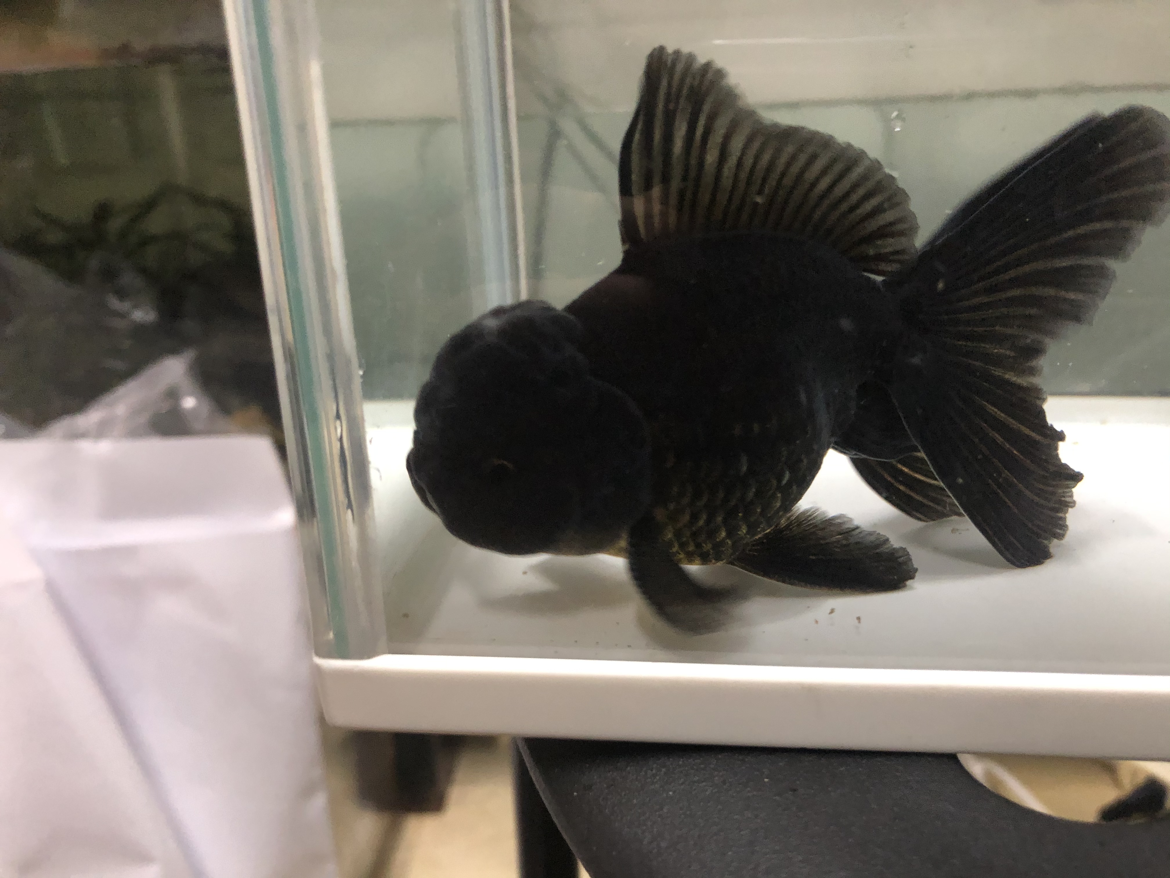 黒ハーフムーンオランダ 金魚宝房