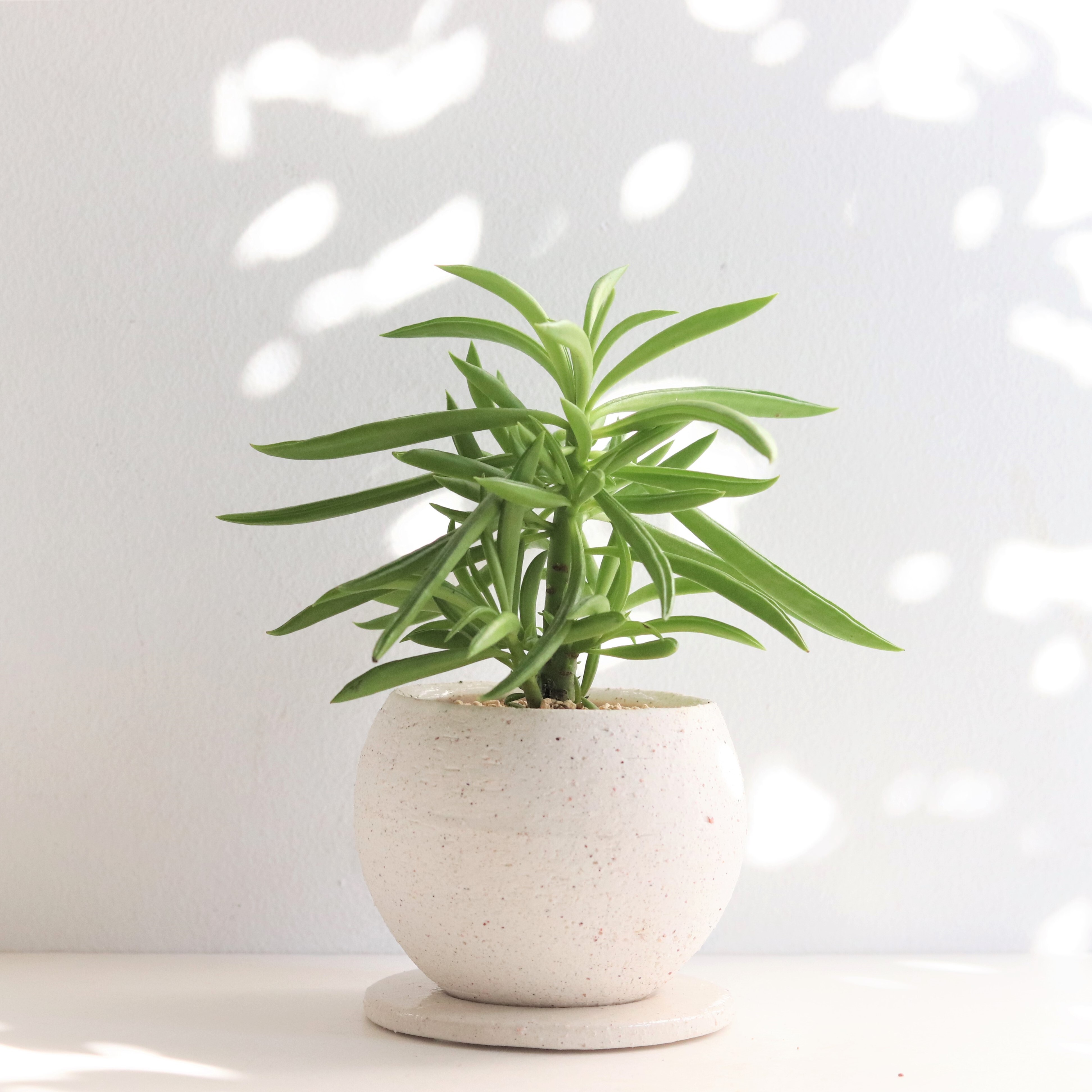 グリーン 多肉植物 ペペロミア ハッピービーン ジーフラットインテリアショップ グリーン 多肉植物 ペペロミア ハッピービーン ジーフラットインテリアショップ