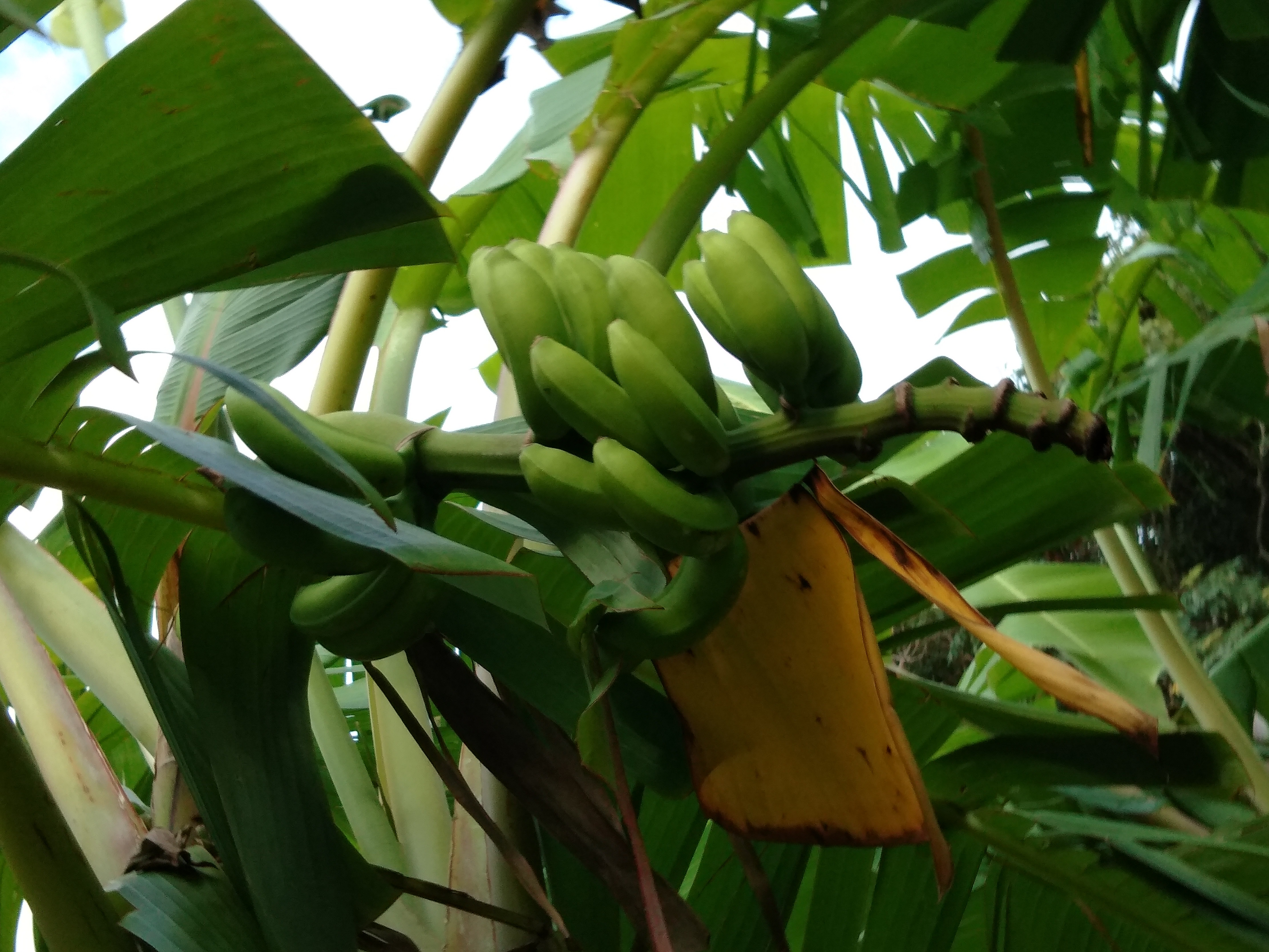 限定 種子島産国産バナナ2キロ 販売 Kizasifarm
