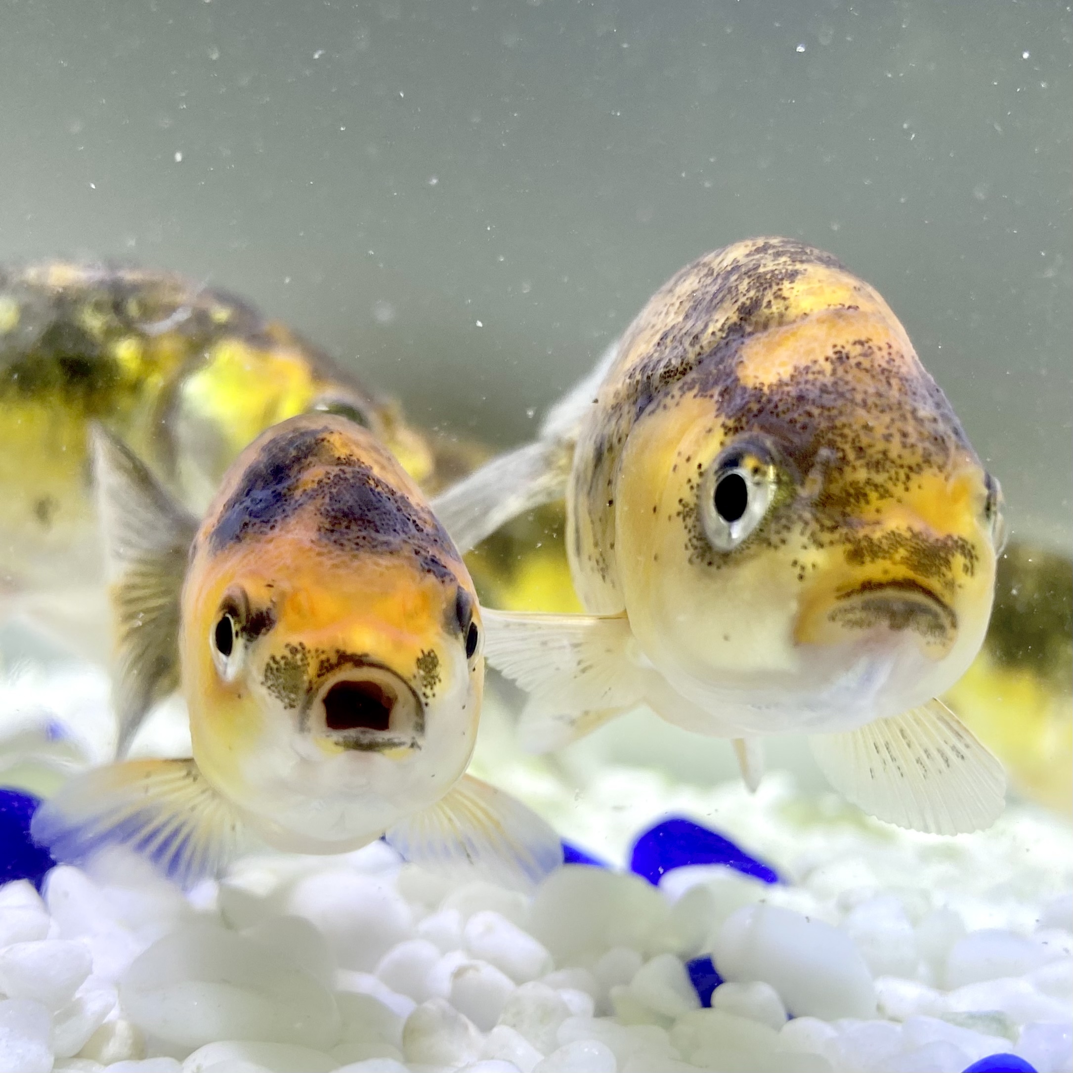 国産 金魚 墨江戸錦 1匹 6センチ前後 加藤氏 選びなし Sakura Sarasa 国産 金魚 墨江戸錦 1匹 6センチ前後 加藤氏 選びなし Sakura Sarasa