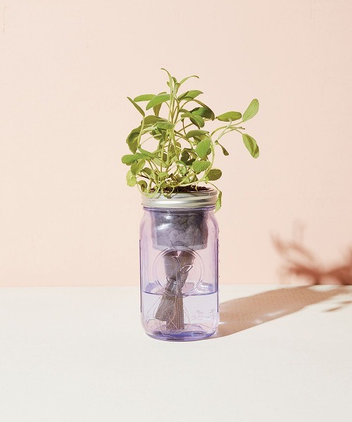 水耕栽培キット Garden Jar セージ Hove Online Store 水耕栽培キット Garden Jar セージ Hove Online Store
