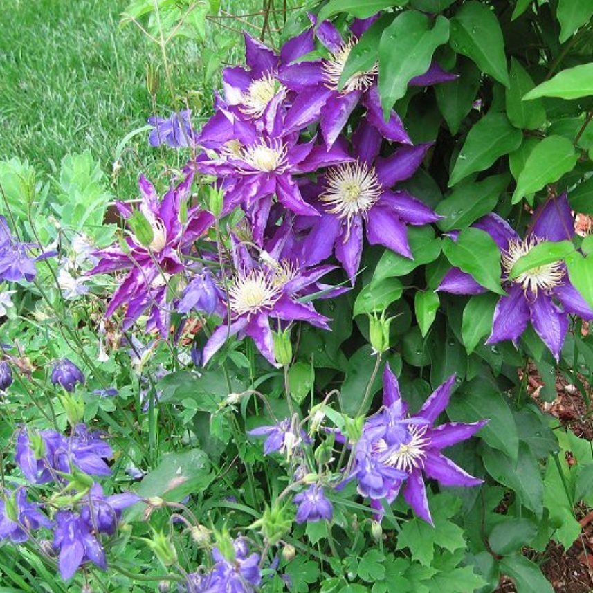 白王冠 Hakuookan 21年度秋苗 お届けは21年秋頃以降 注意 クレマチス以外と一緒に注文出来ません 天空のバラ園 無農薬バラ苗 花苗 クレマチス ハーブ産直販売