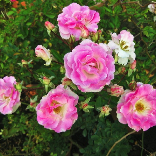 驚くばかりピンク サマー スノー 最高の花の画像