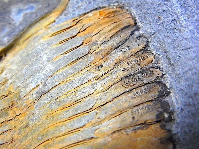 【 化石 】三葉虫 化石 超巨大 エクティラエヌス Ectillaenus ポルトガル オルドビス紀関連商品