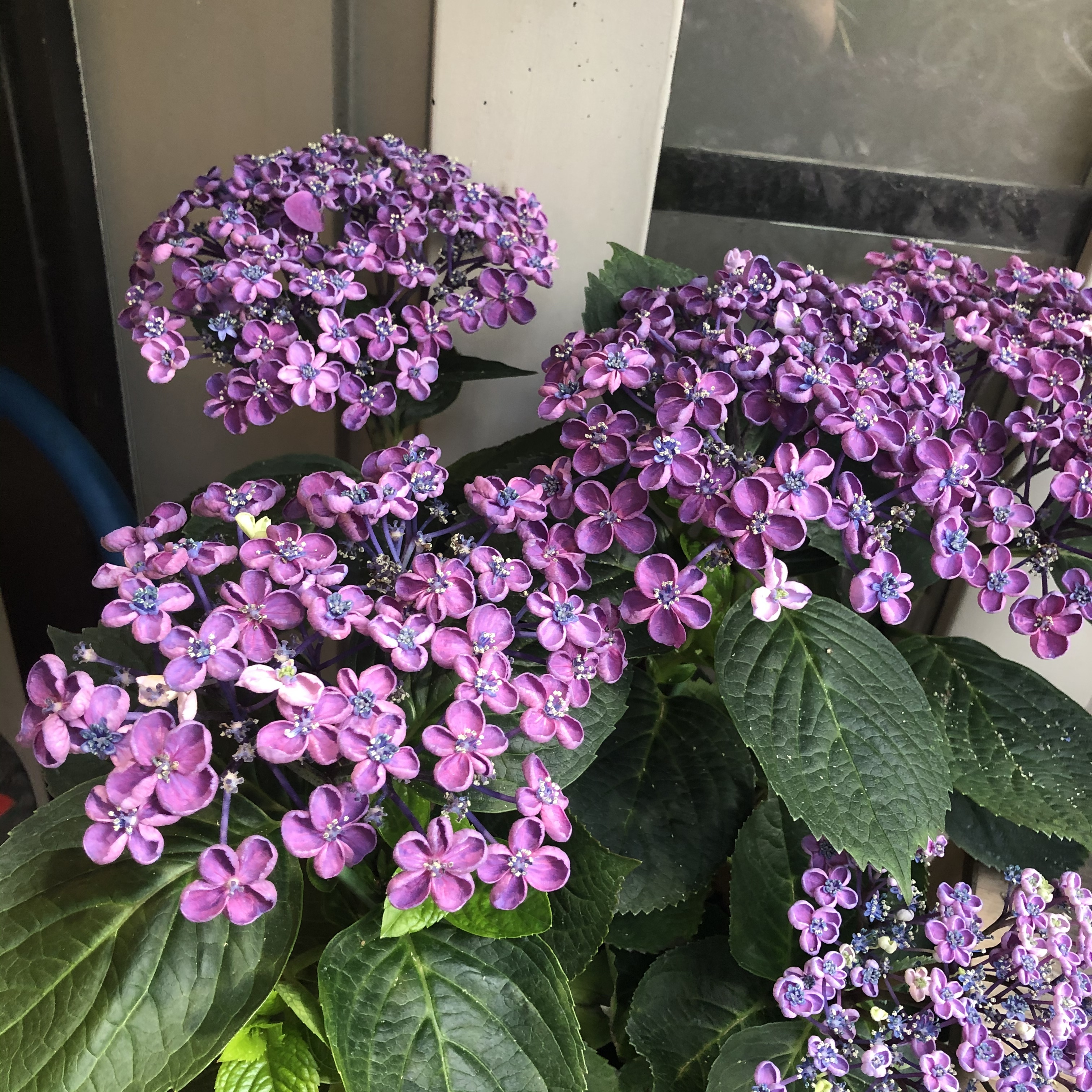 あじさい ちょっと個性的な紫陽花 ギフトにもおすすめ ハルカゼフラワー あじさい ちょっと個性的な紫陽花 ギフトにもおすすめ ハルカゼフラワー