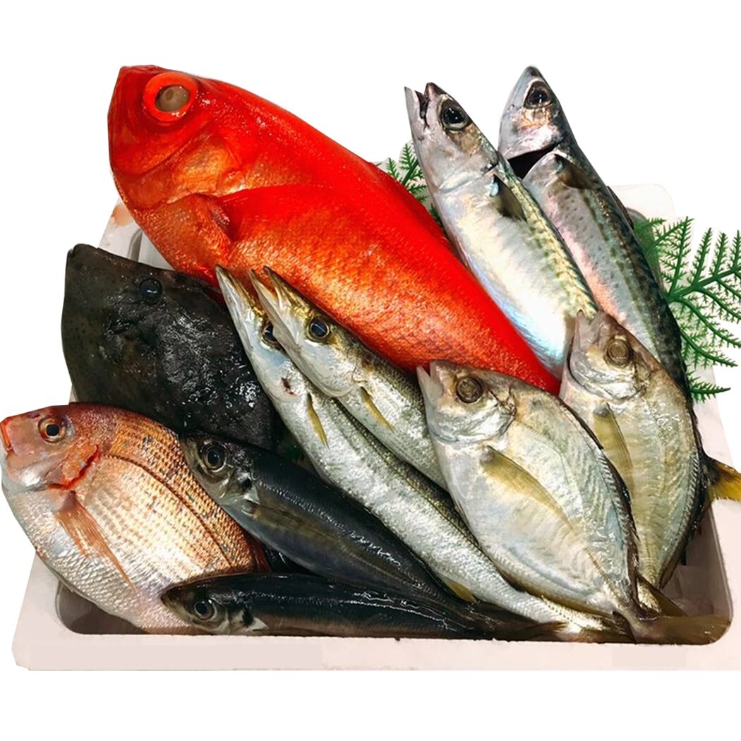 魚卓 相模湾の地魚セット 大満足 湘南茅ヶ崎 顔の見えるお店