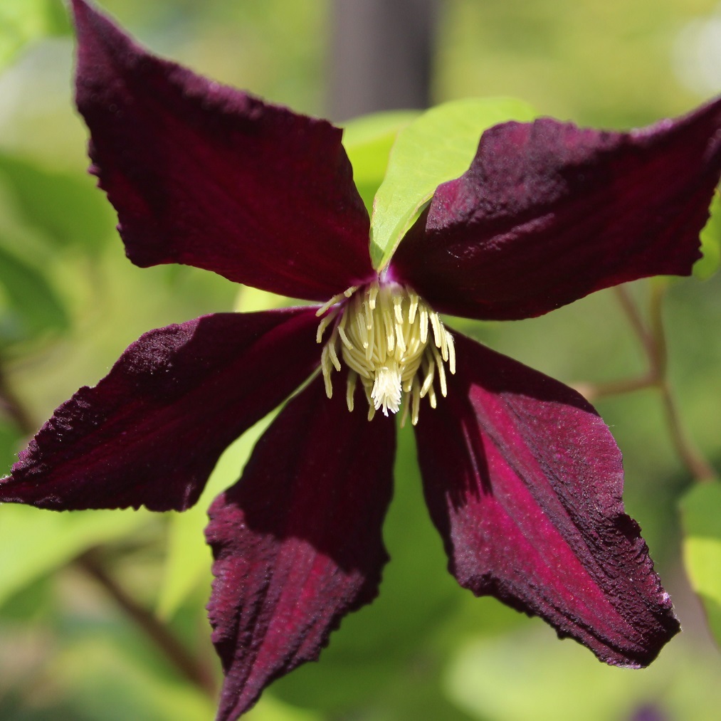 クレマチス品種一覧 更新日 21 02 23 01 天空のバラ園 無農薬バラ苗 花苗 クレマチス ハーブ産直販売