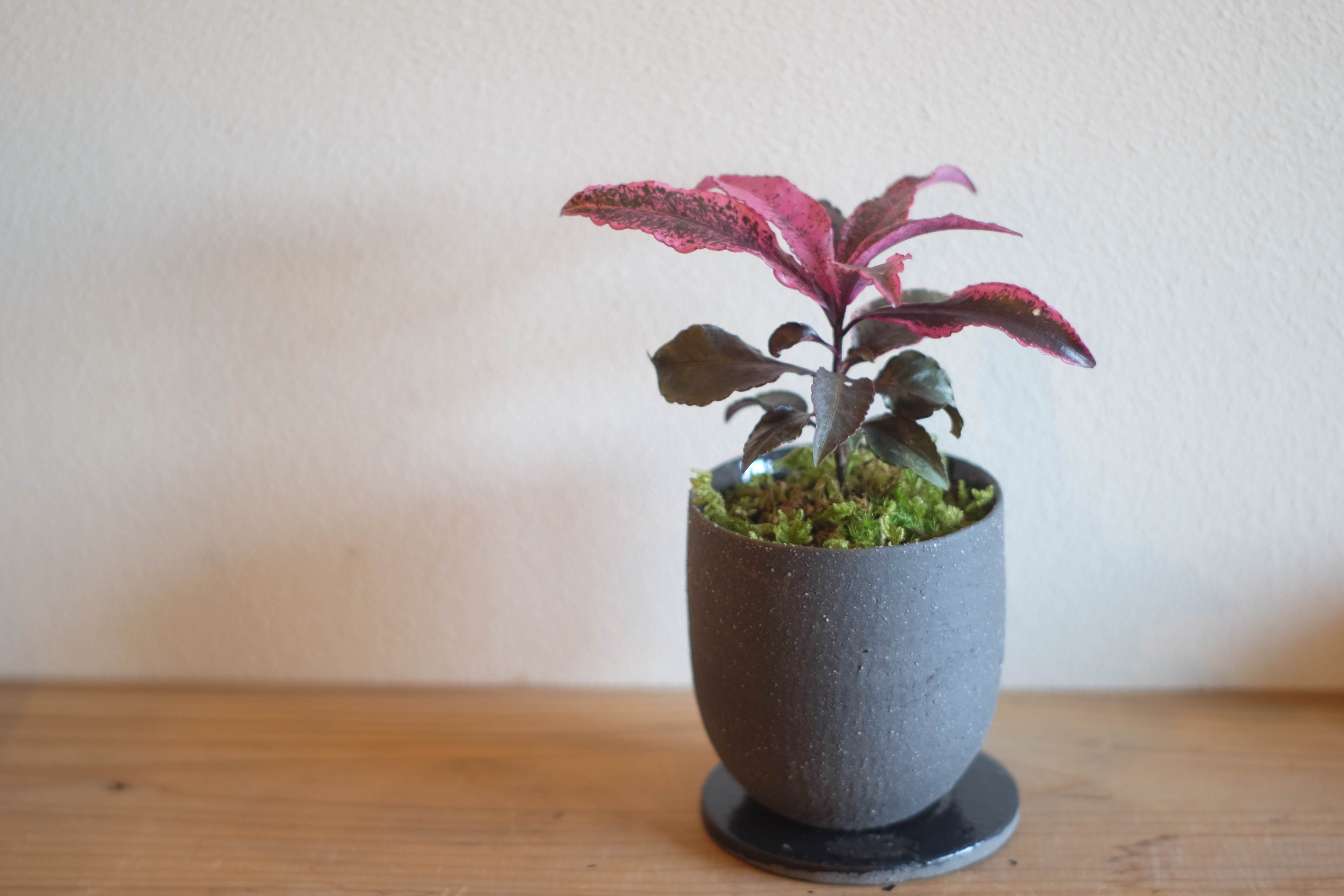 Bonsai 万両 紅孔雀 カラス葉 Graceup Green