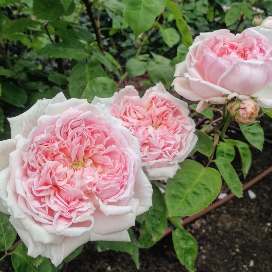 エグランタイン Eglantyne 21年度新苗予約 お届けは21年5月上旬以降 天空のバラ園 無農薬バラ 苗 花苗 クレマチス ハーブ産直販売