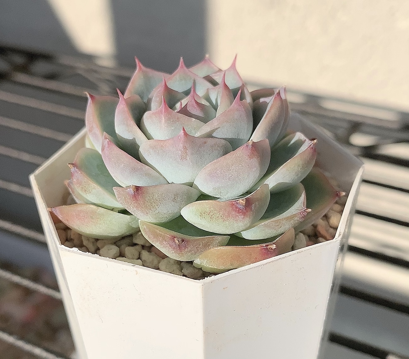 多肉植物 韓国苗 クリスタルローズ Luluamie 多肉植物 韓国苗 クリスタルローズ Luluamie