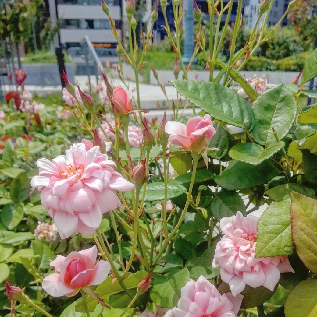 ペルル ドール Perle D Or 21年度新苗予約 お届けは21年5月上旬以降 天空のバラ園 無農薬バラ 苗 花苗 クレマチス ハーブ産直販売 ペルル ドール Perle D Or 21年度新苗予約 お届けは21年5月上旬以降 天空のバラ園 無農薬バラ 苗 花苗 クレマチス ハーブ産直販売