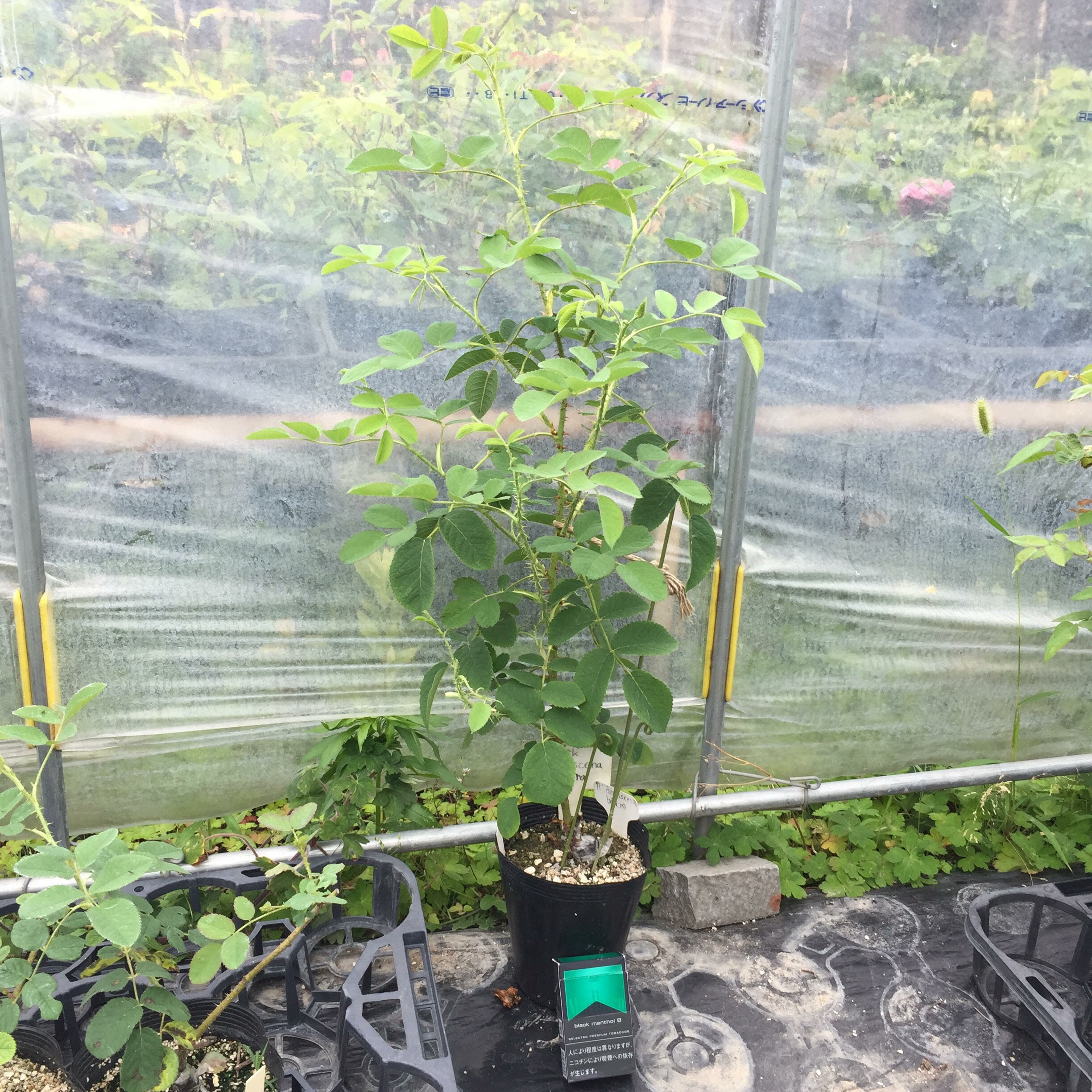 アッシュ ウェンズディ 天空のバラ園 無農薬バラ苗 花苗 クレマチス ハーブ産直販売 アッシュ ウェンズディ 天空のバラ園 無農薬バラ苗 花苗 クレマチス ハーブ産直販売