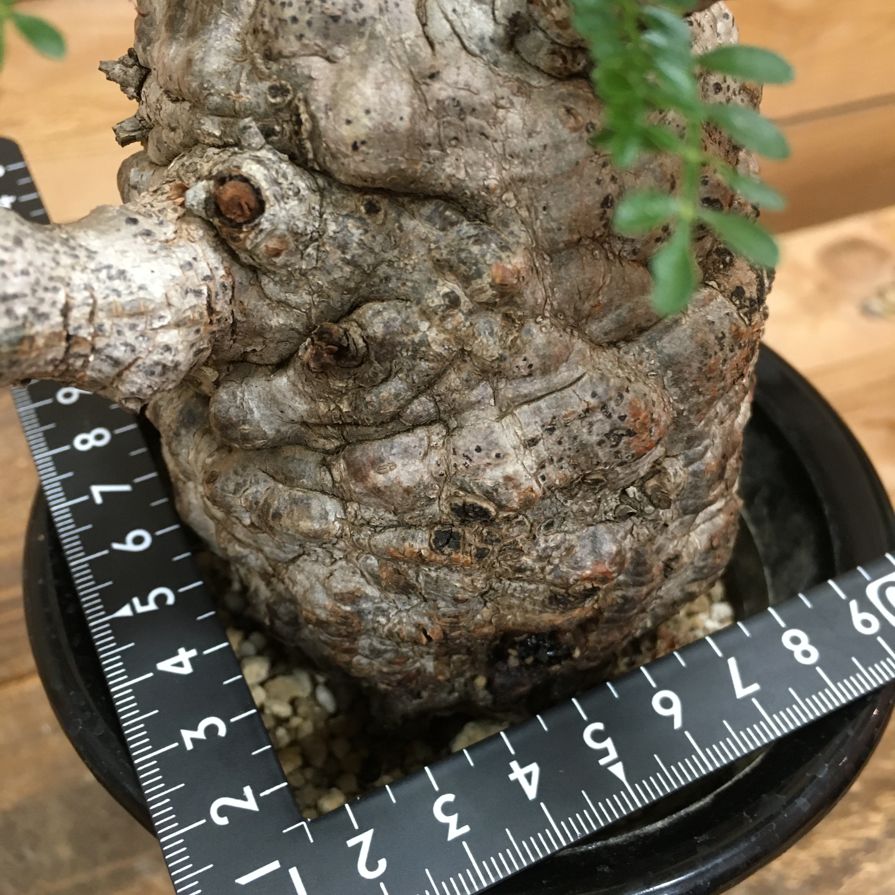 オペルクリカリア パキプス 現地球 Protoleaf プロトリーフ オペルクリカリア パキプス 現地球 Protoleaf プロトリーフ