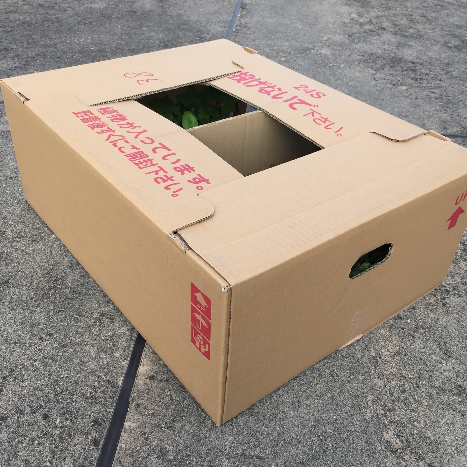 アークトチス グランディス 天空のバラ園 無農薬バラ苗 花苗 クレマチス ハーブ産直販売 アークトチス グランディス 天空のバラ園 無農薬バラ苗 花苗 クレマチス ハーブ産直販売