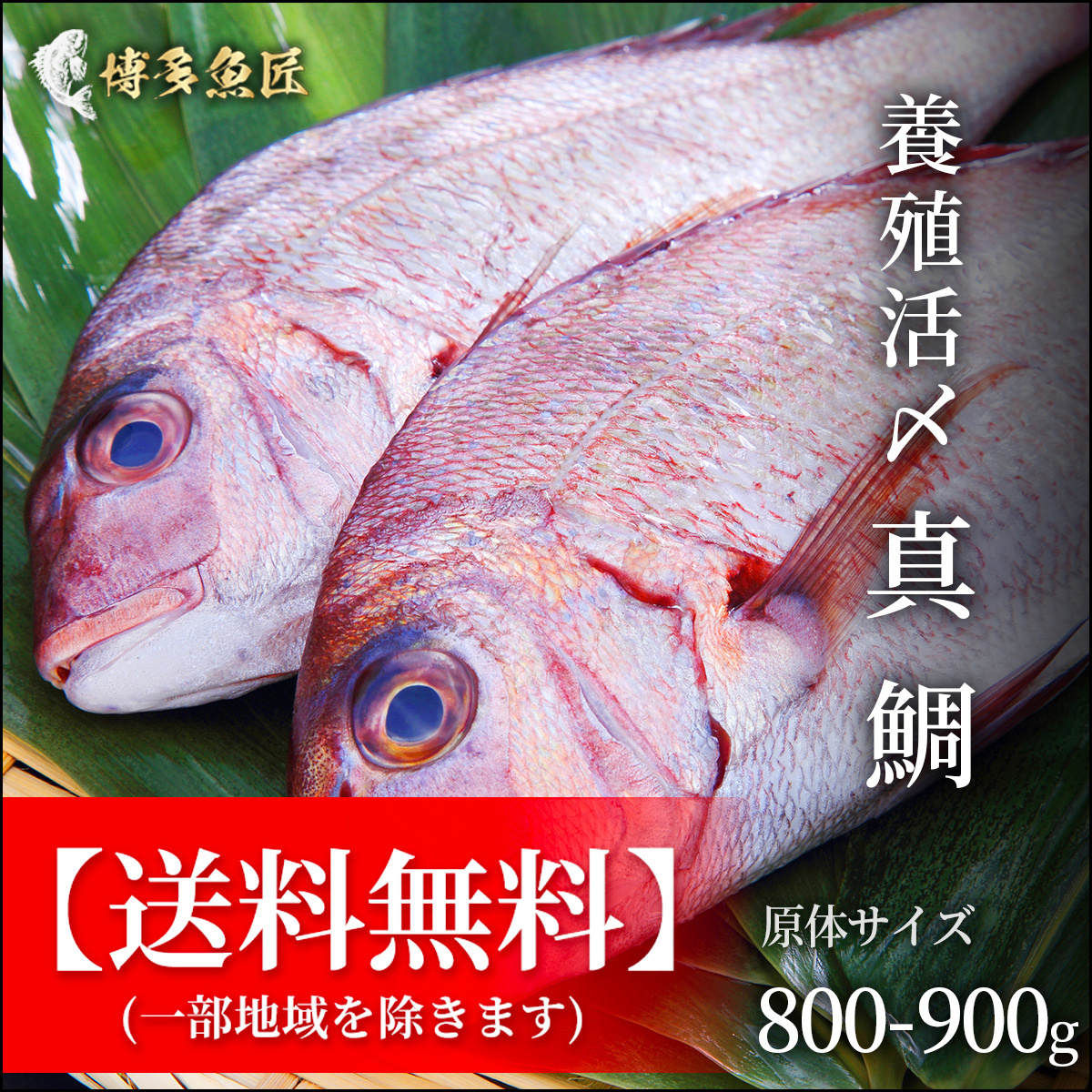 送料無料 養殖活〆真鯛 800 900kg 公式hp 博多魚匠