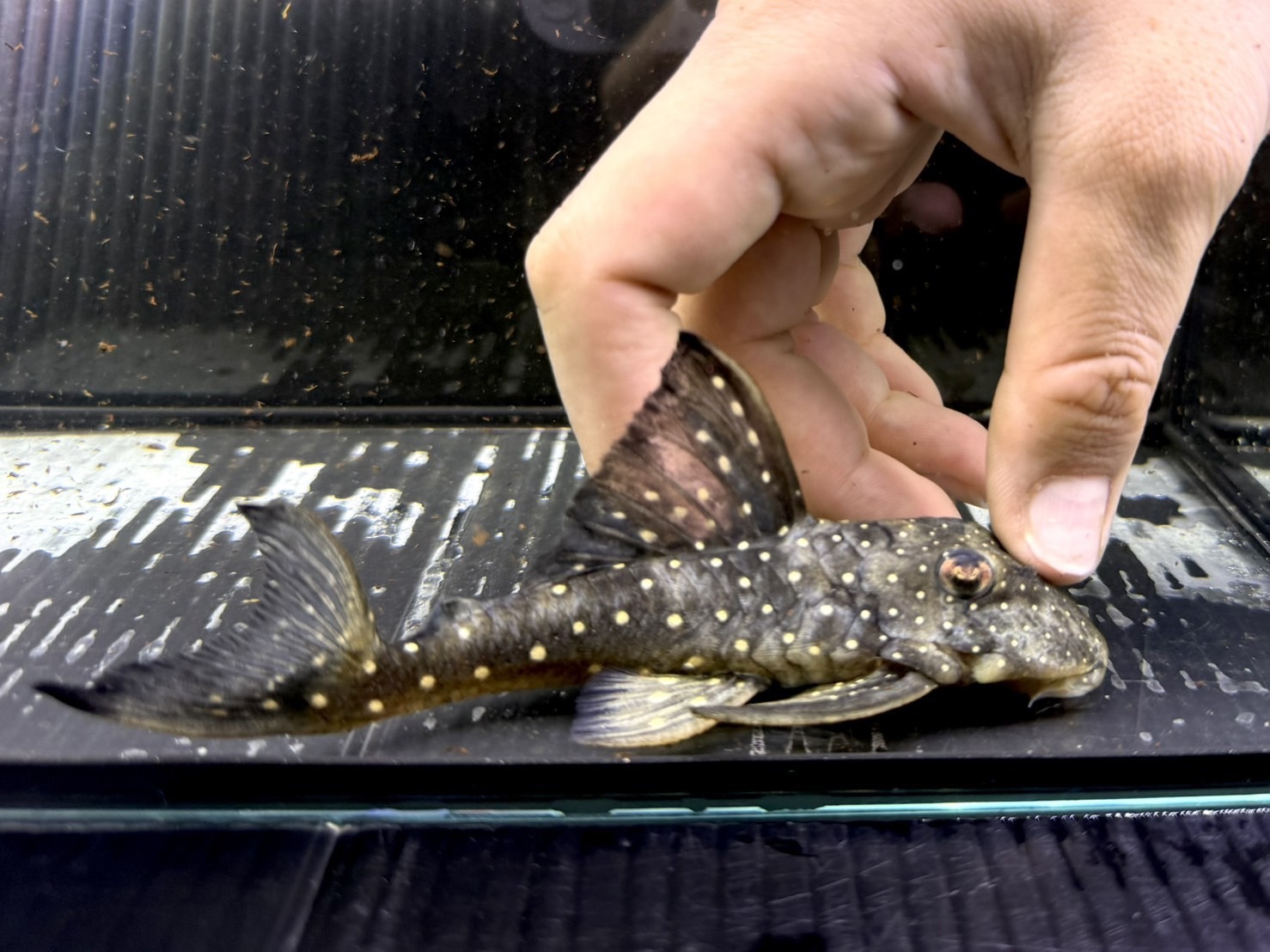AA05⑤   ブルーフィンパナクエ　13㎝前後　ワイルド　オリノコ上流