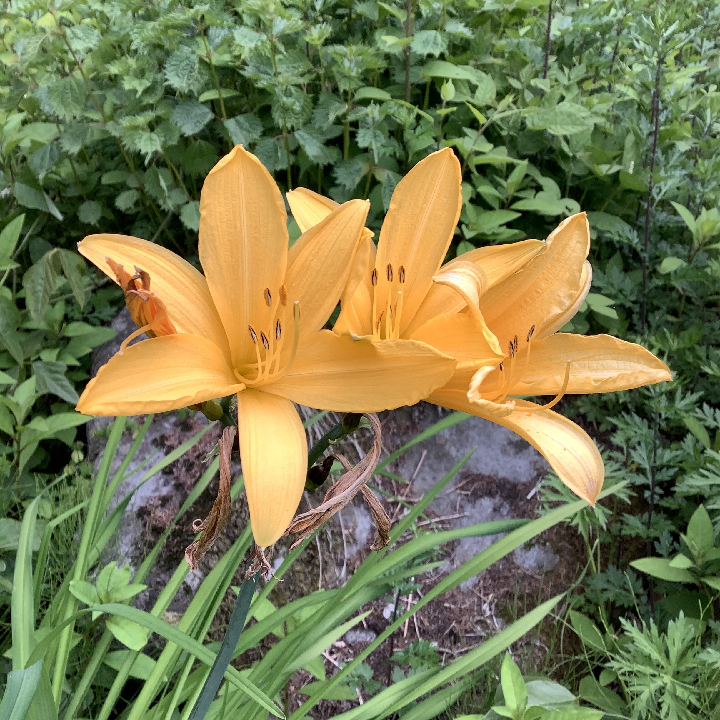 ニッコウキスゲ　９〜１０．５ｃｍ【山野草】【ゼンテイカ】