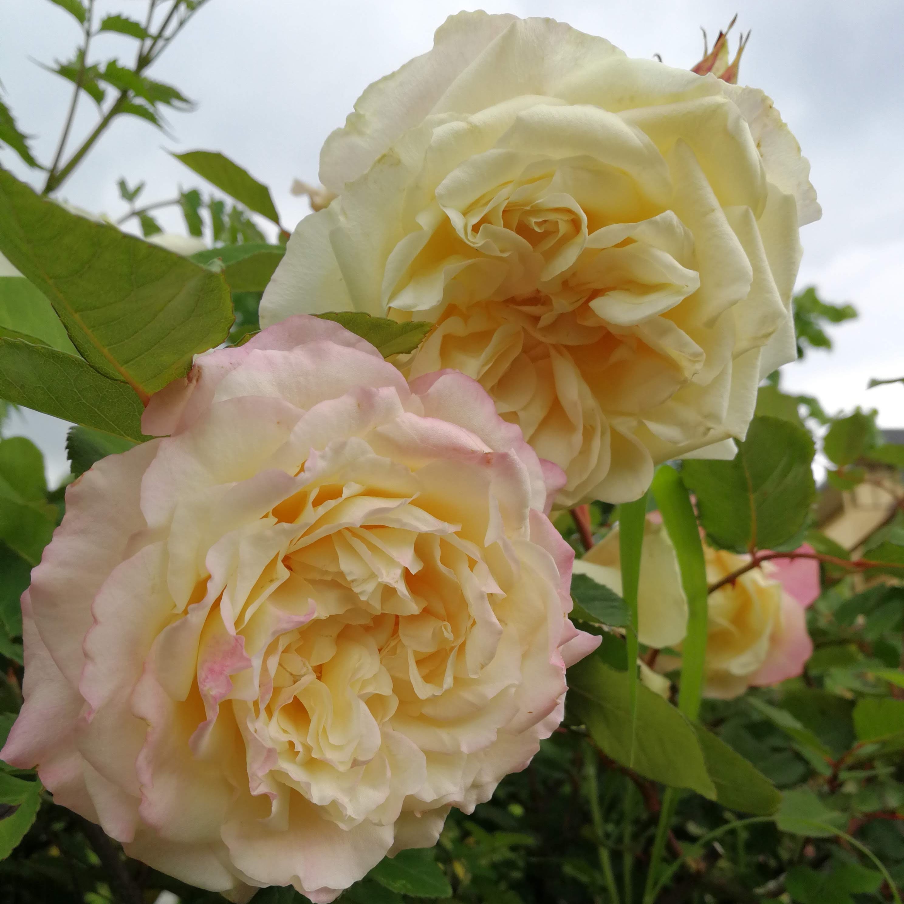 ミセス ダドリー クロス 天空のバラ園 無農薬バラ苗 花苗 クレマチス ハーブ産直販売