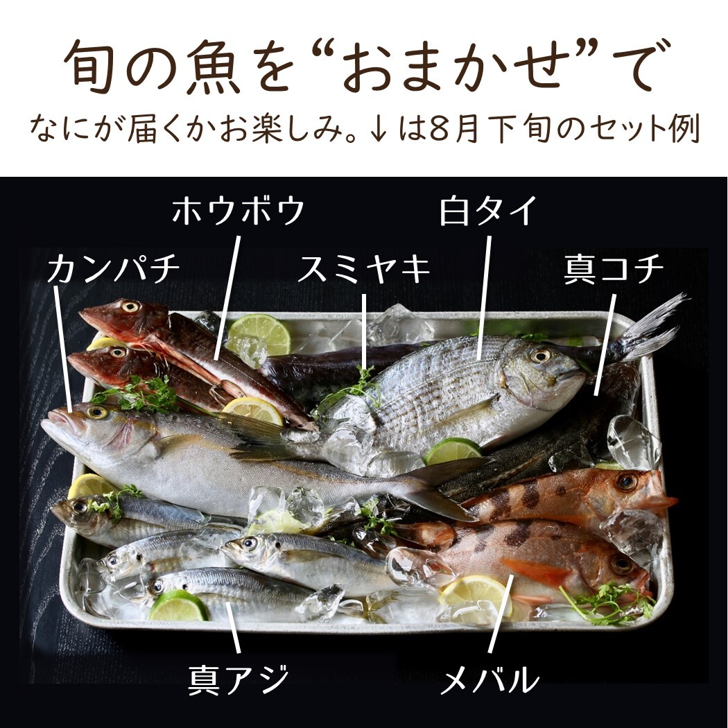 お魚定期便 月1 全3回 刺身 魚卓お試し鮮魚セット 茅ヶ崎産 釜揚げしらすサービス 湘南茅ヶ崎 顔の見えるお店 お魚定期便 月1 全3回 刺身 魚卓お試し鮮魚セット 茅ヶ崎産 釜揚げしらすサービス 湘南茅ヶ崎 顔の見えるお店