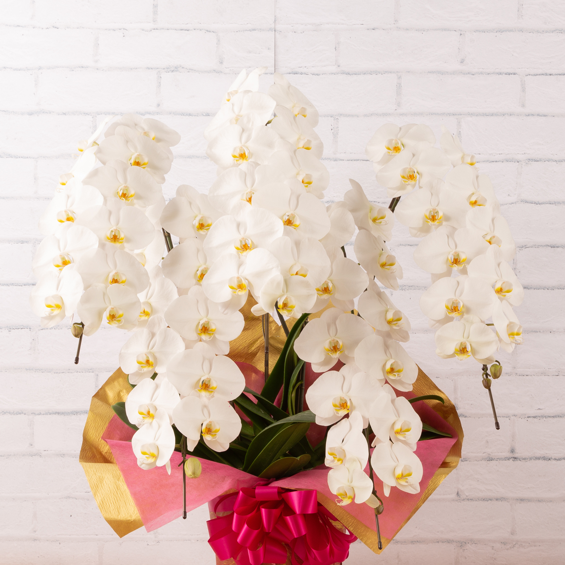 胡蝶蘭 白花 5本立 大阪市内無料配送エリアあり 祝い花 Florist Lulu Flower ルルフラワー オンラインストア