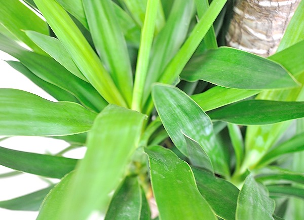 開業祝い観葉植物 ユッカ