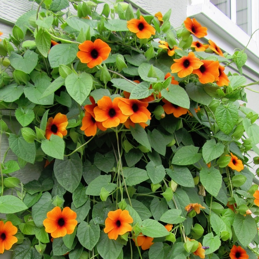 ツンベルギア Thunbergia Alata 天空のバラ園 無農薬バラ苗 花苗 クレマチス ハーブ産直販売