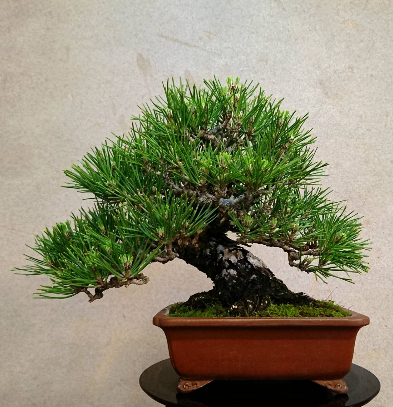 松柏 黒松 盆栽清香園