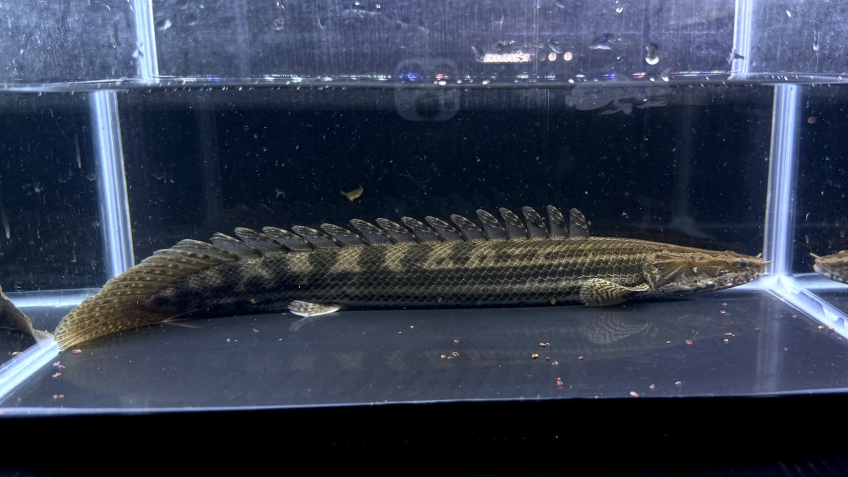 F03①   ナイルビチャー　バロ川　38㎝前後　薬浴完了済み