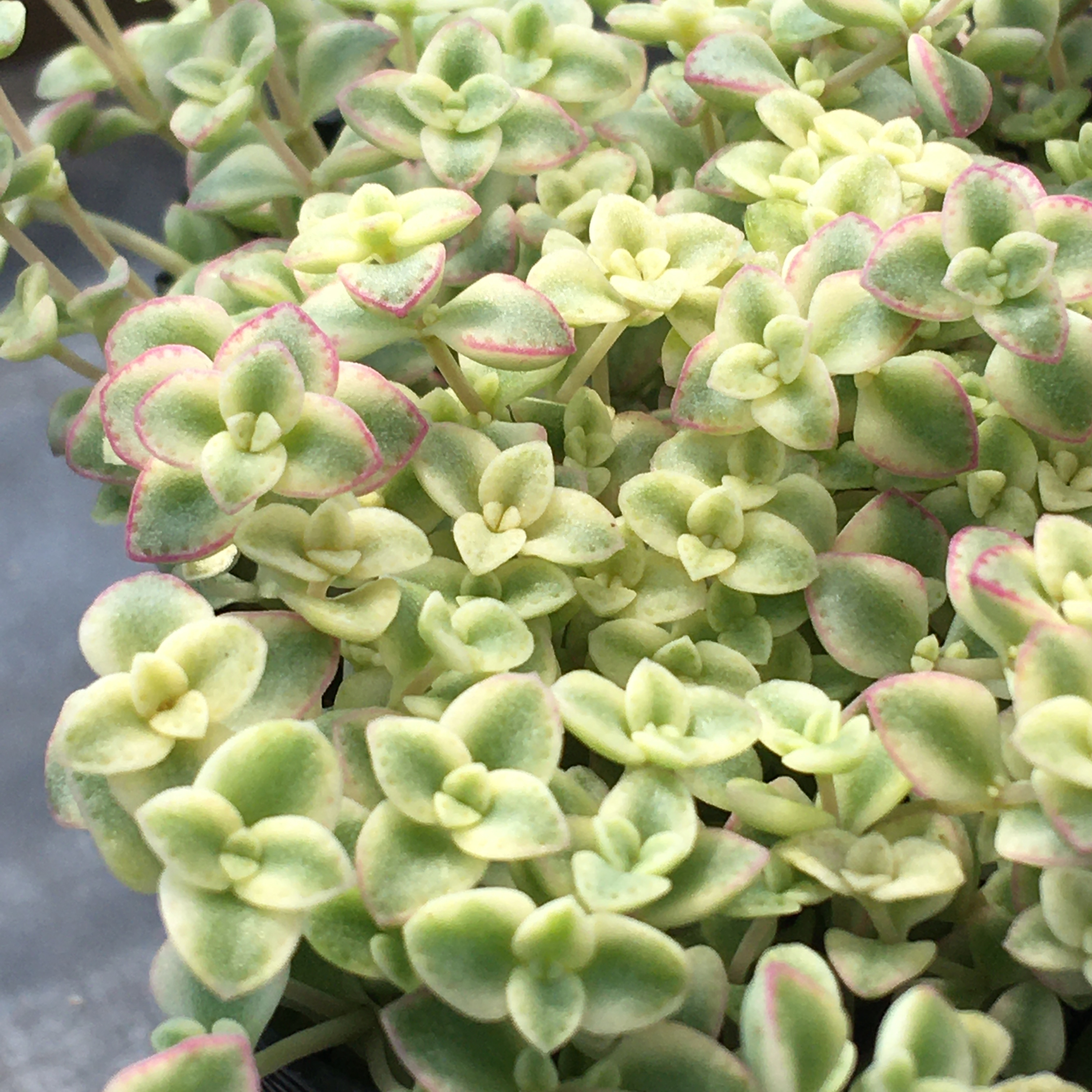 リトルミッシー Rupo 多肉植物専門店