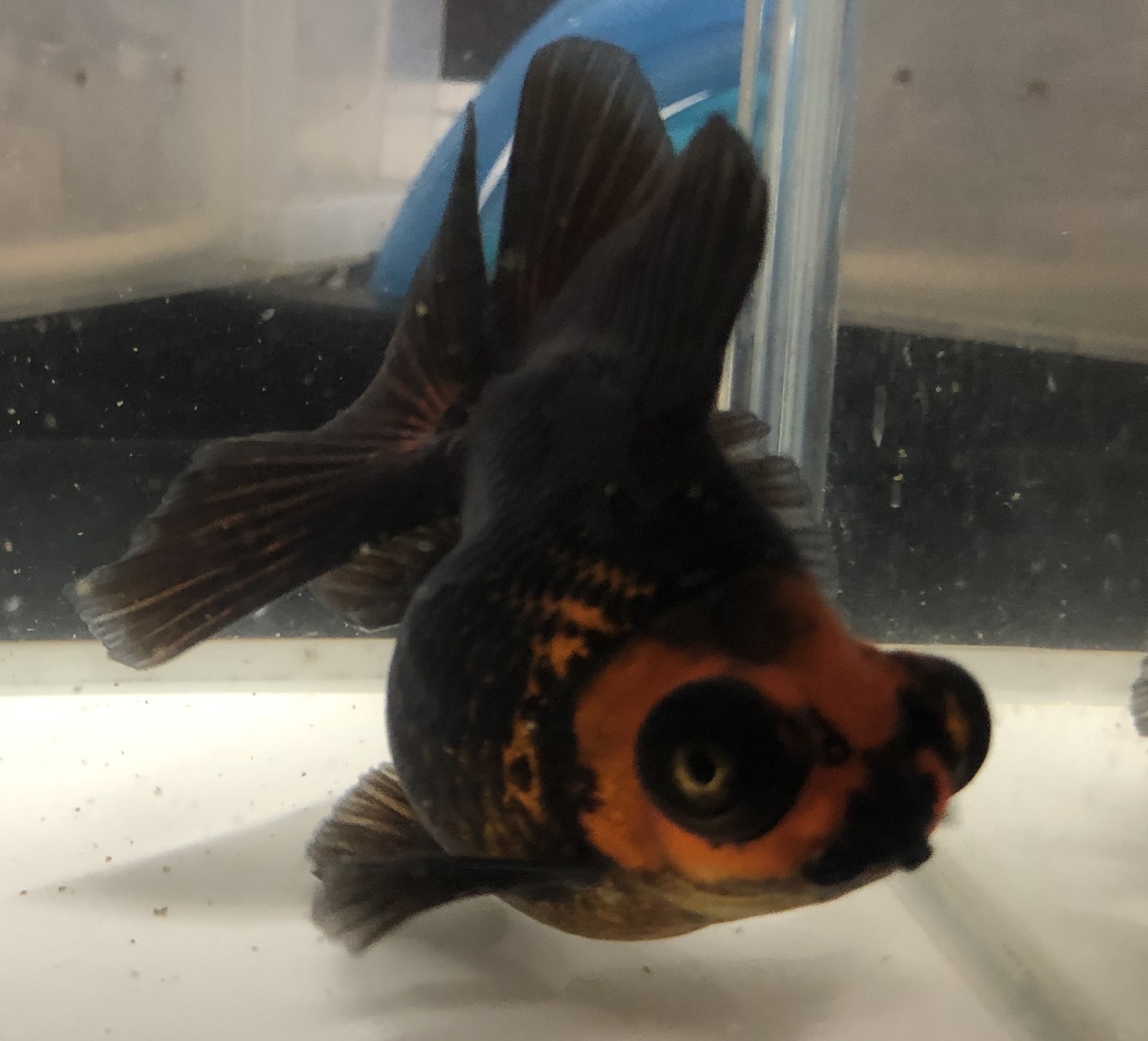 美個体 紅黒竜晴蝶尾 金魚宝房 美個体 紅黒竜晴蝶尾 金魚宝房