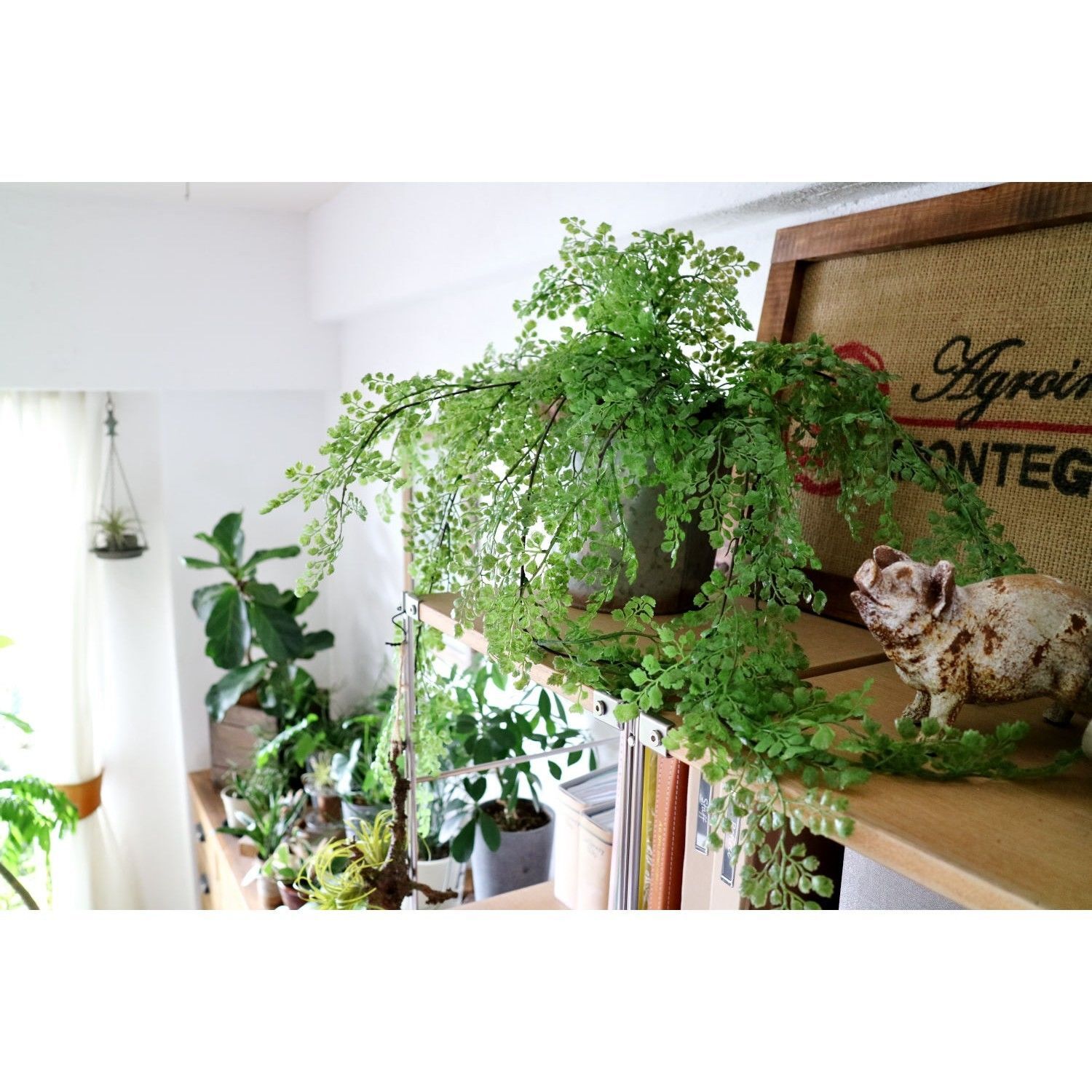 ボリュームのあるアジアンタム 099 1814 051a みどりの雑貨屋 Web Shop
