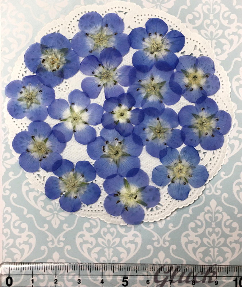 コンパクト押し花 ネモフィラ ブルー 少量をパックにしてお届け 押し花素材 はなはなぐりゅっけ コンパクト押し花 ネモフィラ ブルー 少量をパックにしてお届け 押し花素材 はなはなぐりゅっけ