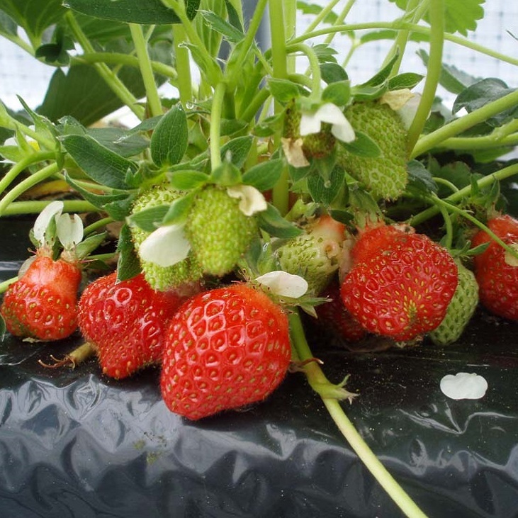 四季成りイチゴ よつぼし Fragaria Ananassaduchesne 天空のバラ園 無農薬バラ苗 花苗 クレマチス ハーブ産直販売