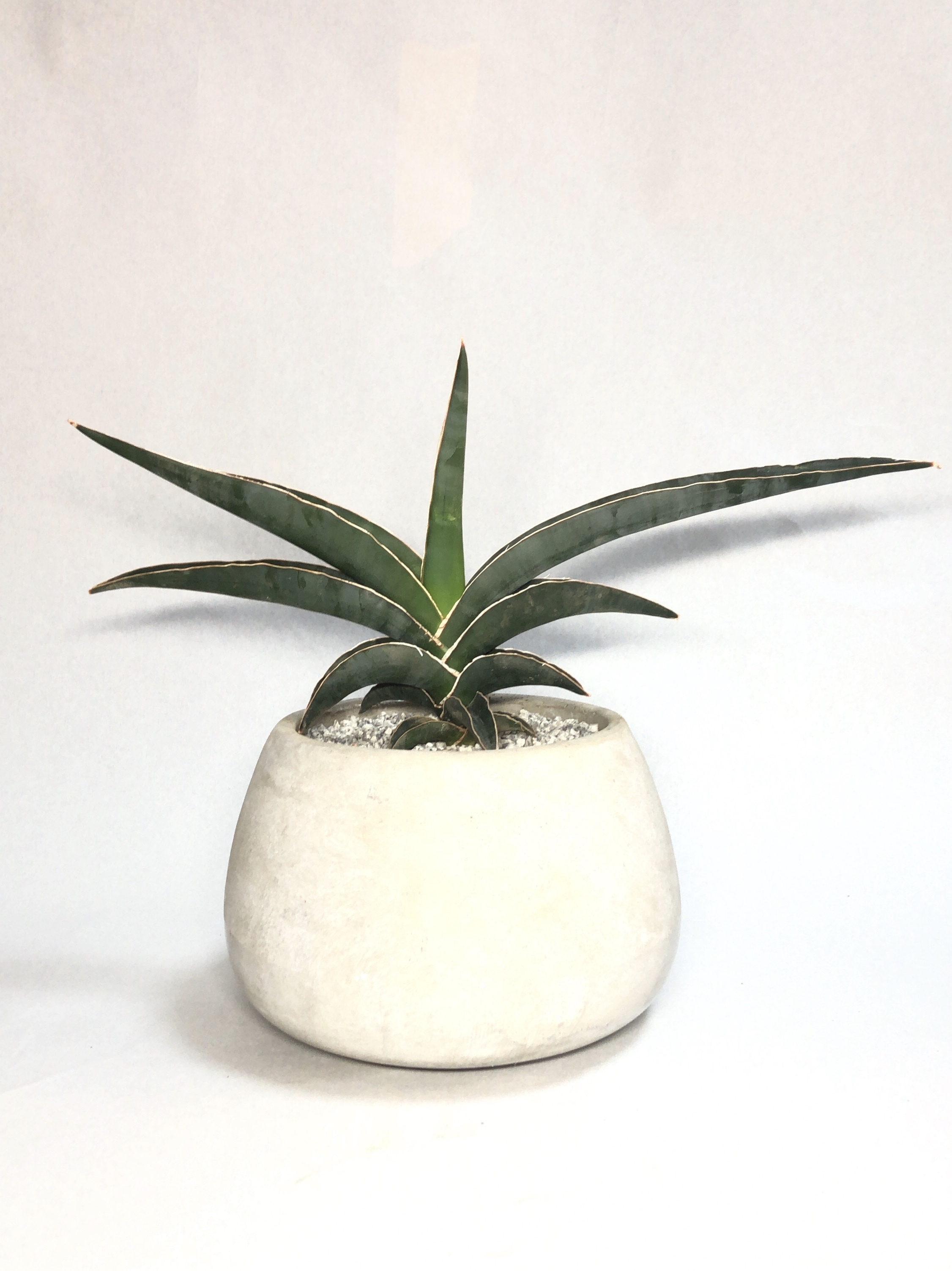 サンセベリア ロブスタブルー Trigger