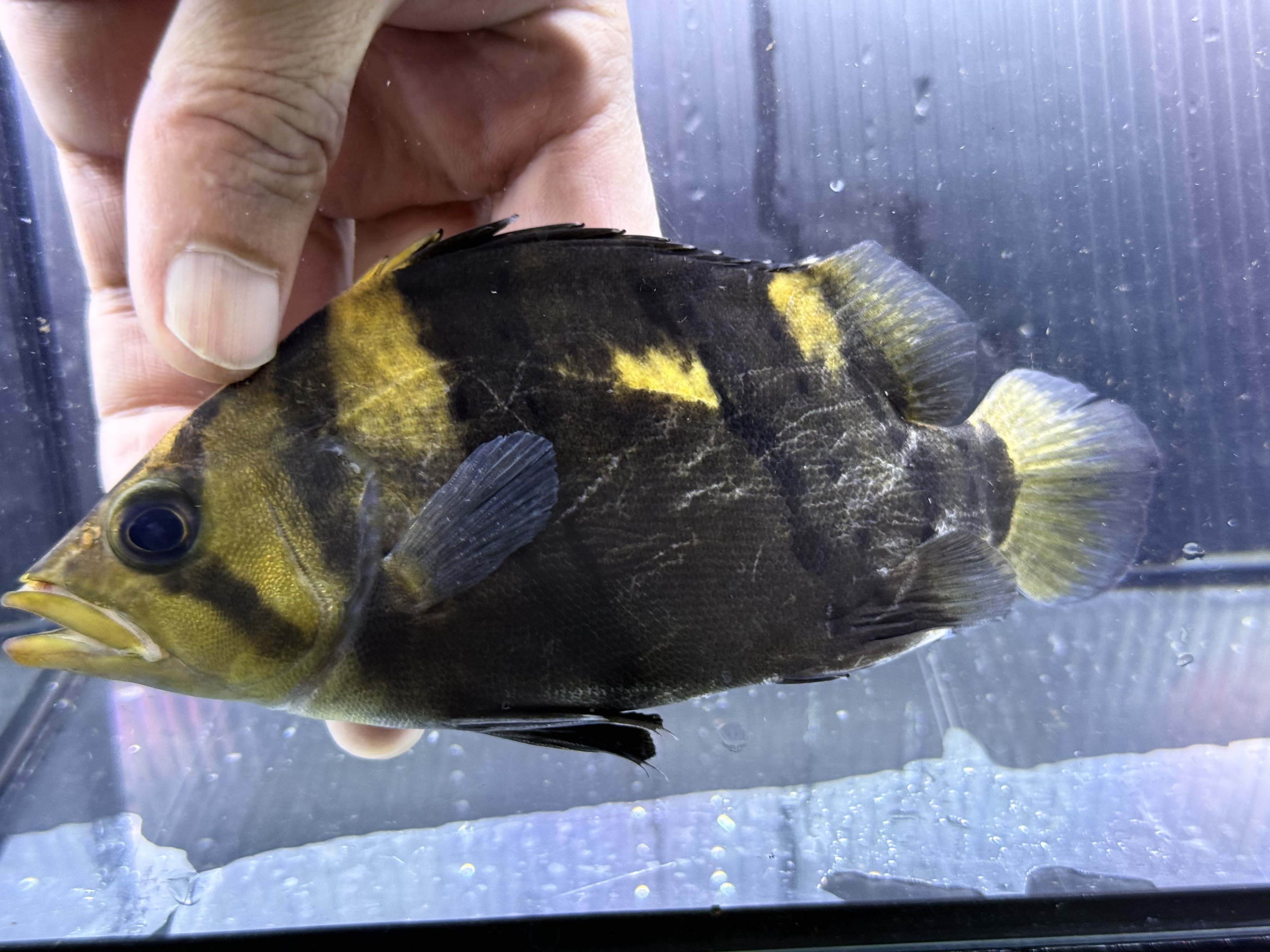 G10②  ダトニオリアルバンド　16㎝前後　シミなし