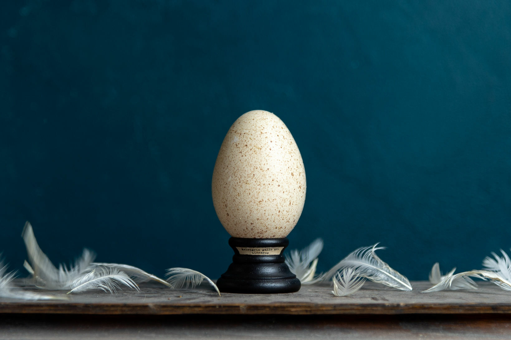 Bird Egg Specimen 七面鳥の卵標本 Miomori Online Shop