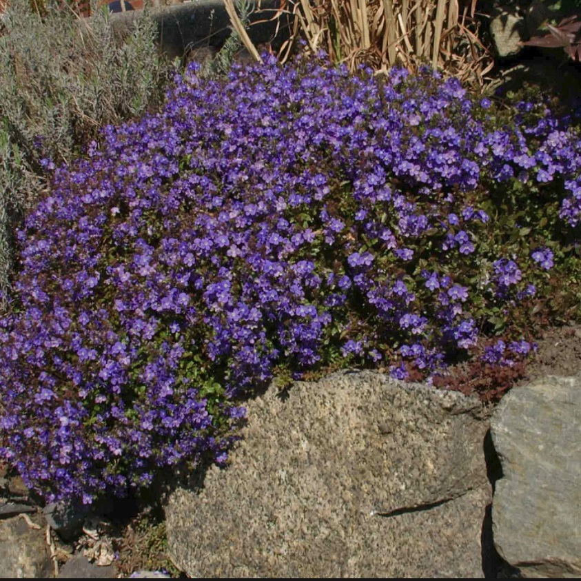 ベロニカ オックスフォードブルー ジョージアブルー Veronica Peduncularis Oxford Blue Georgia Blue 天空のバラ園 無農薬バラ苗 花苗 クレマチス ハーブ産直販売