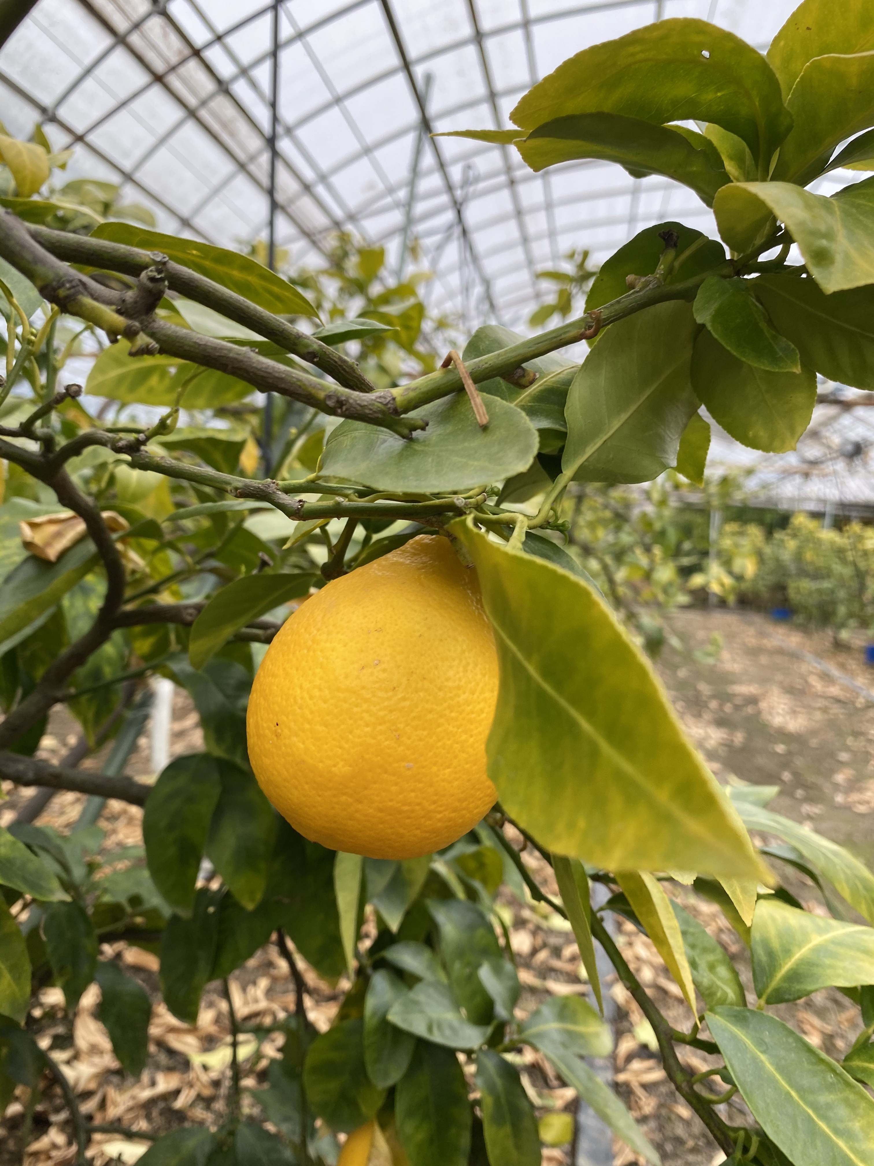 土佐ベルガモット精油 3 高知市産 Renati Tura
